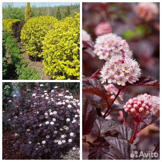 Пузыреплодник