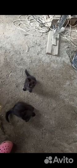 Кошка в дар бесплатно