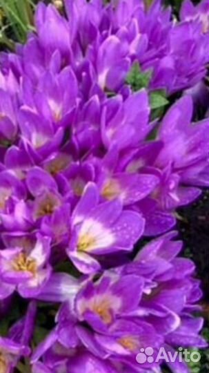 Петуния.Разная.Америка.Италия.Япония+Бюджетный сад