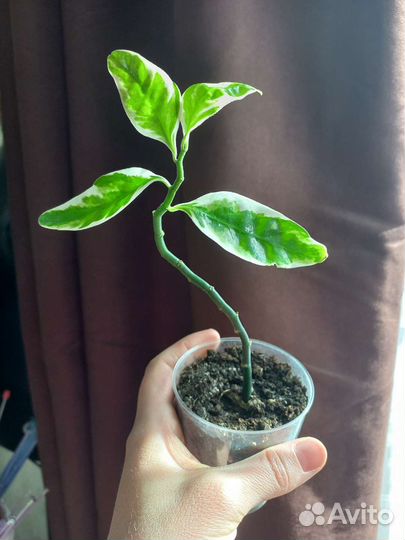 Педилантус