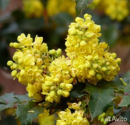 Магония падуболистная