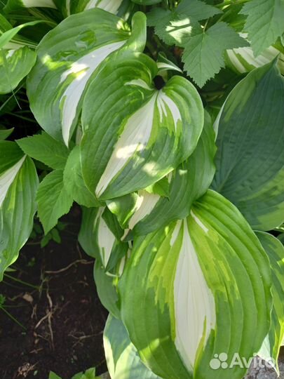 Расстения для сада