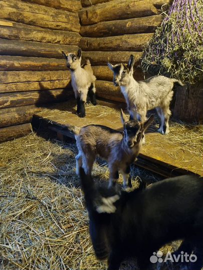 Козочка 7 месяцев. Коза дойная
