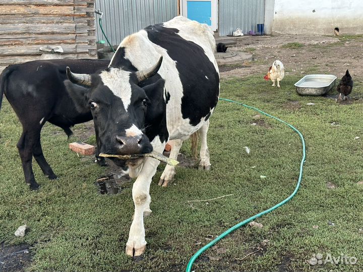 Продам каров черно пестрый породистый