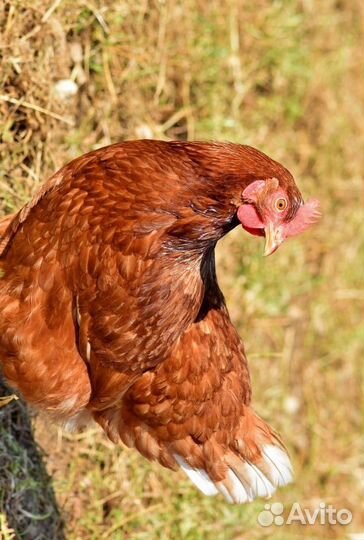 Несушки куры