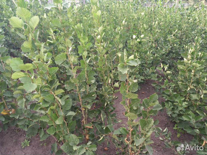 Саженцы боярышника