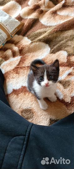 Отдам котят 1мес в добрые руки Ласка Серик и Беляк