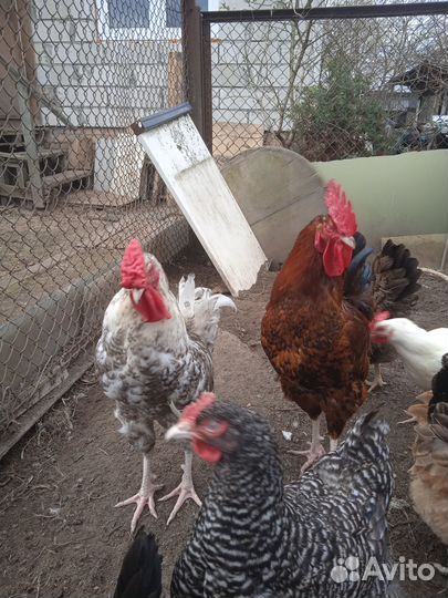 Куры петухи