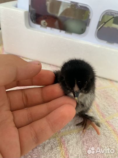 Цыплята несушки