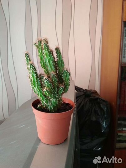 Кактус, денежное дерево