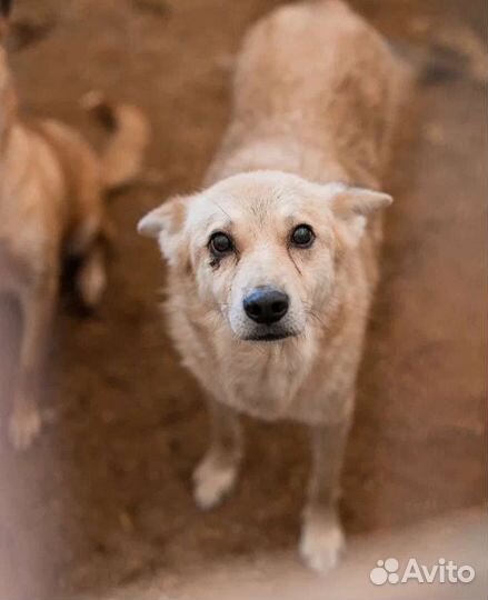 Собаки в отлове