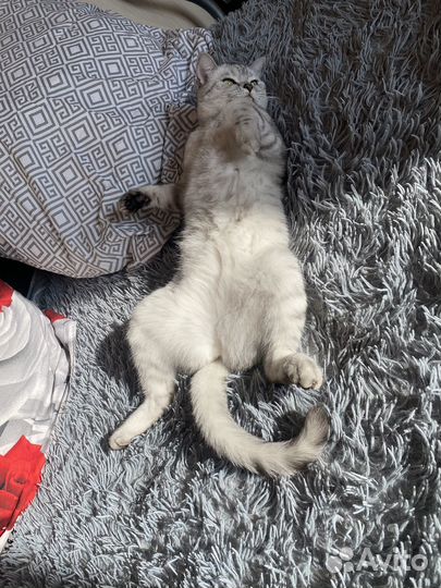 Отдам В добрые руки