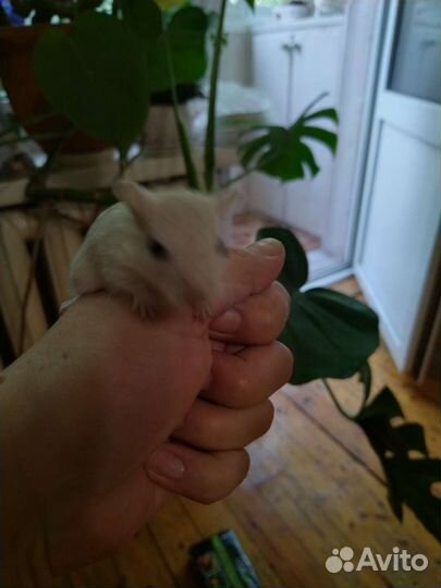 Мышь песчанка