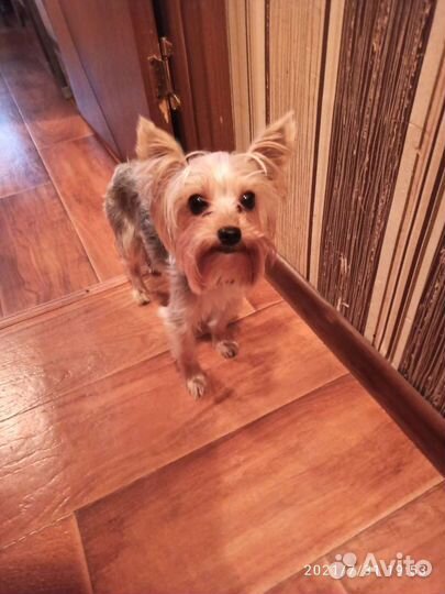 Передержка животных