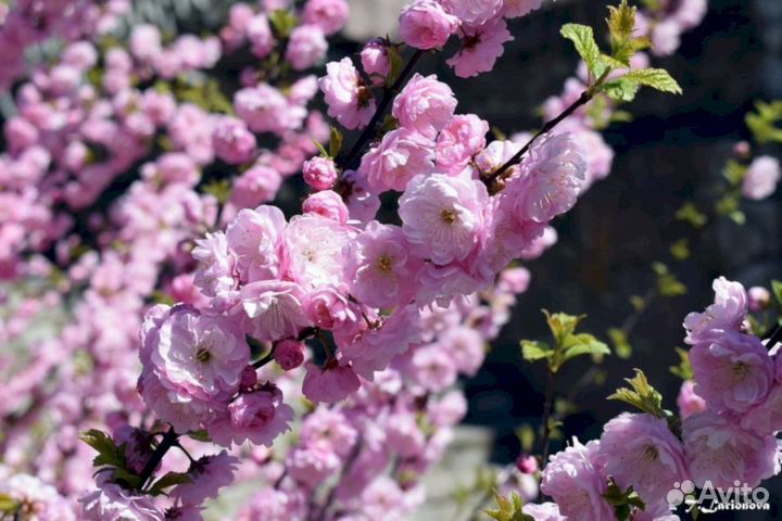 Луизеания - Миндаль Раскрасавица