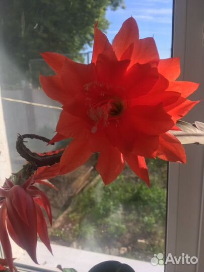 Зига кактус