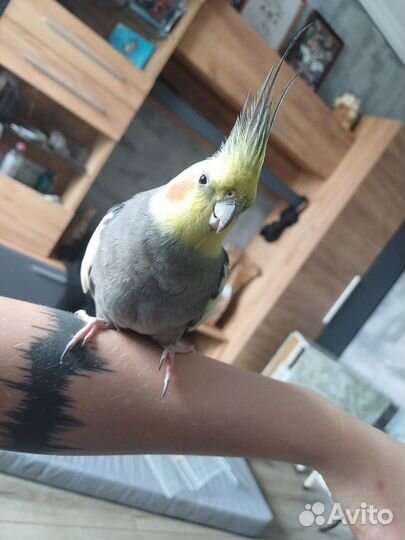 Попугай корелла с клеткой