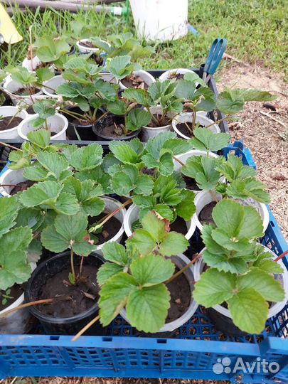 Рассада клубники королева виктория