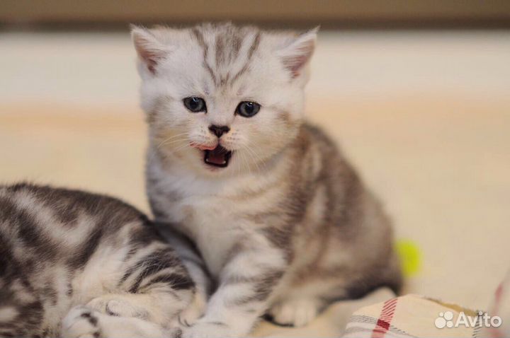 Вислоухие котята и страйты из элитного питомника