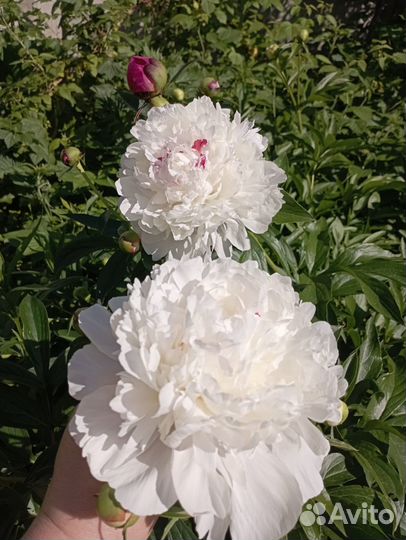 Пион Festiva Maxima