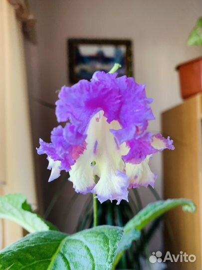 Стрептокарпус