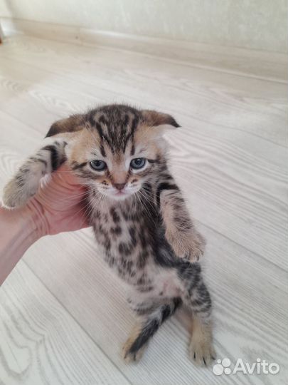 Кошка в добрые руки