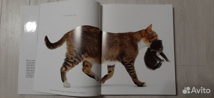Жизнь кошек - Подарочное издание