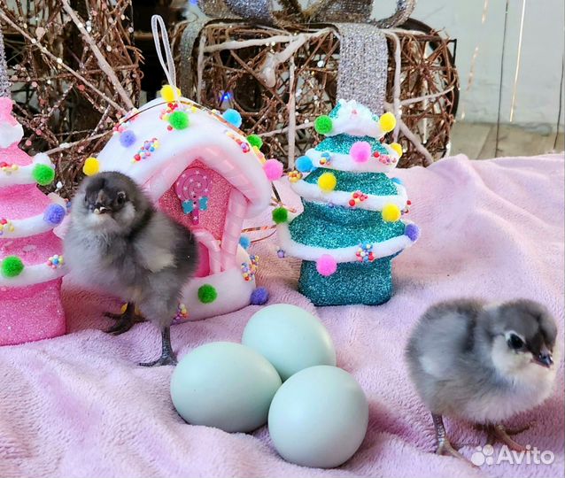 Инкубационное яйцо Амераукана лаванда, цыплята