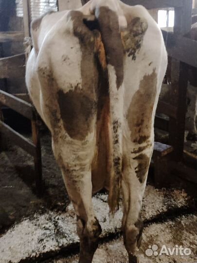 Корова, Бычок на племя