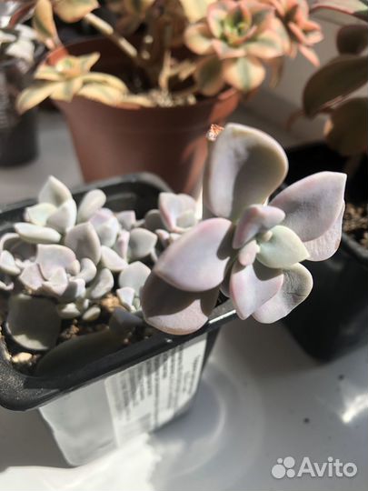 Суккуленты эхеверия