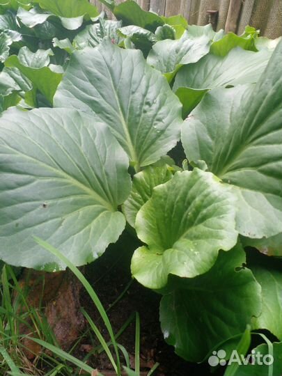 Цветы бадан