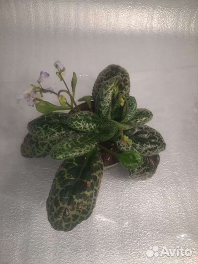 Стрептокарпус Симпатичная черепаха (Pretty turtle)