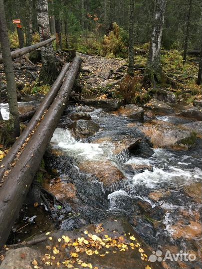 Проект освоения лесов