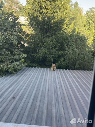 Рыжий котик