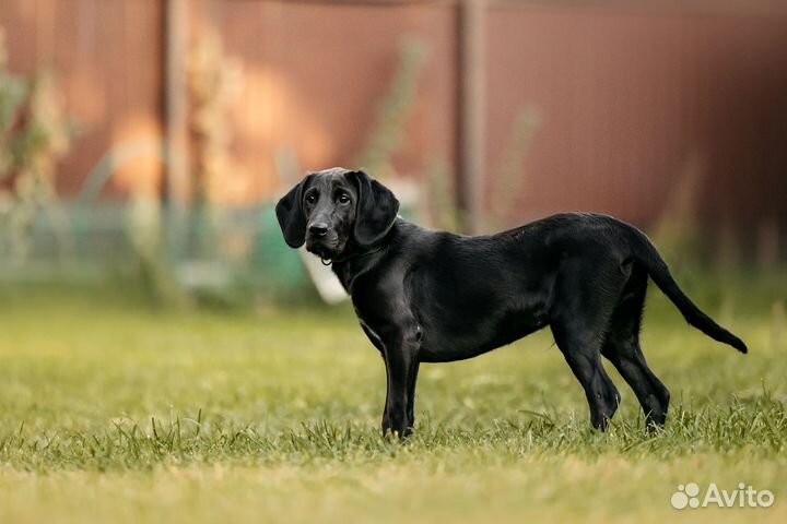 Джаред, метис курцхаара ищет опытных хозяев
