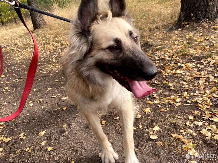 Породистый пёс смотрит вслед