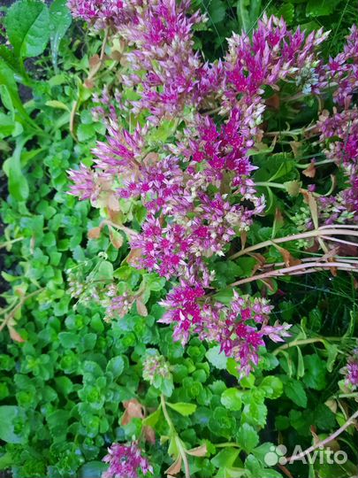 Низкие многолетники