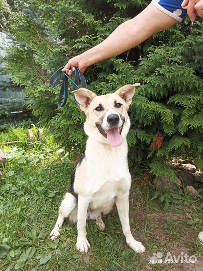 Собака в добрые руки