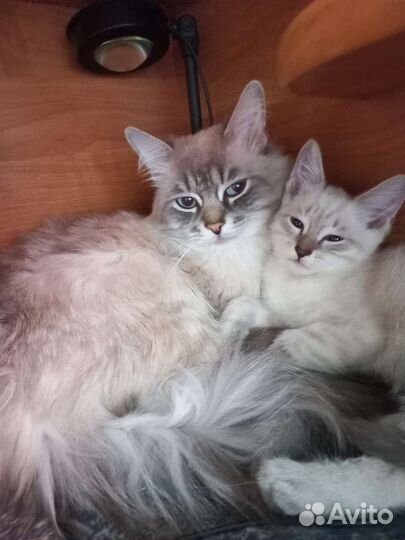 Тайские котята