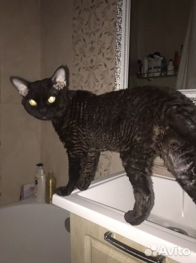 Девон-рекс вязка