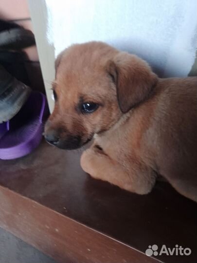 Щенки лабрадора в добрые руки