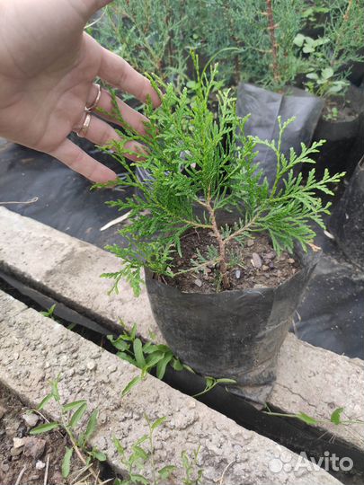 Туи шаровидные