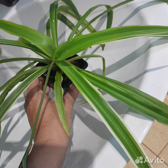 Хлорофитум