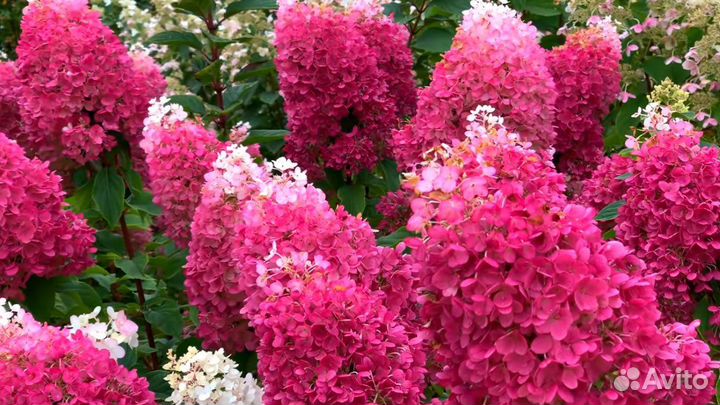 Гортензия Строберри Блоссом