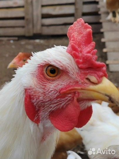 Петухи брама, доминанты, ухейилюй, маран и др