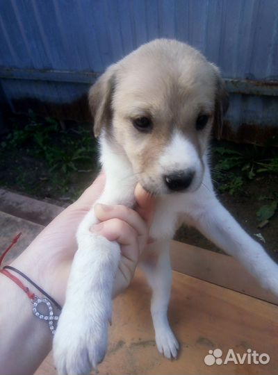 Отдам щенков