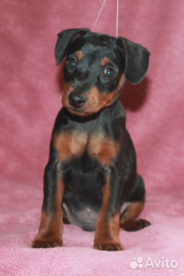 Мальчик карликового пинчера