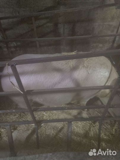 Осеменение свиней