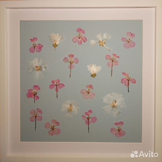 Гербарий в рамке