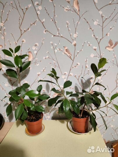 Фикус бенджамина